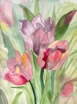 drei lila Tulpen