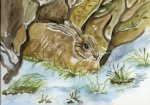 Hase im Winter