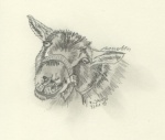 Schaf