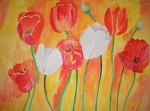 Tulpen rot und weiß