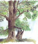 alter Eichenbaum