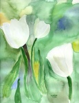drei weiße Tulpen